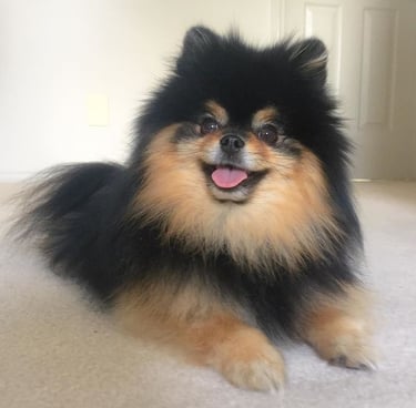 cachorro pomerania buenos aires
