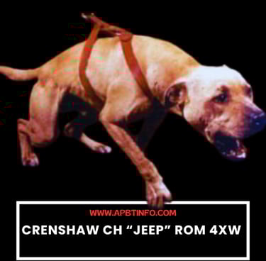 CRENSHAW CH “JEEP” ROM 4XW APBT GAMEDOG