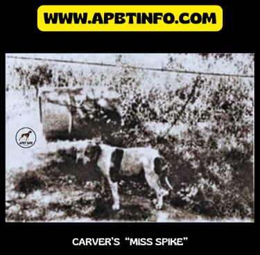 carver miss spike apbt original