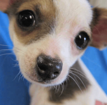 a small dog is sitting on a blanket