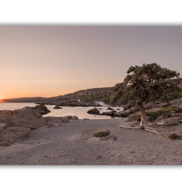 a tree that is sitting on a rocky beach