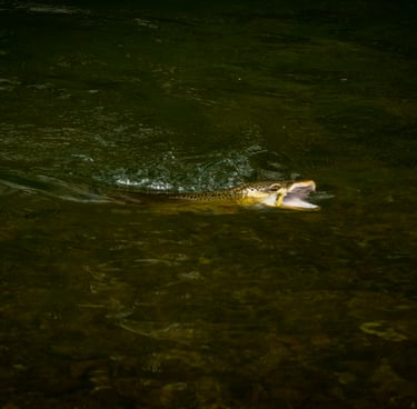 Brown Trout Rising to Caddis Dries 