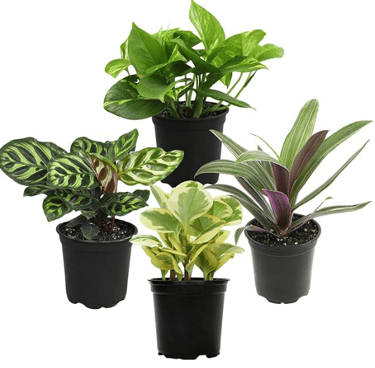 4 indoor plants of different varieties in black planter pots