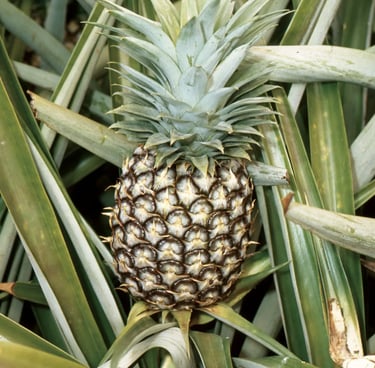 Ananas