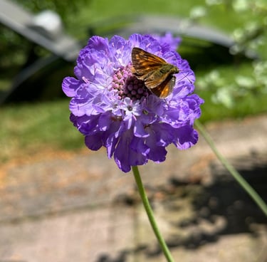 purple flower with butterfly