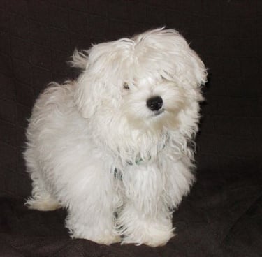 Marco descansando, símbolo de amor incondicional en MundoBichón