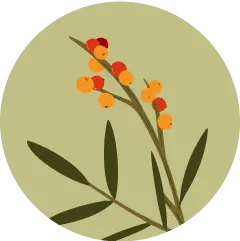 Sea buckthorn branch icon symbolizing natural superfood ingredients.