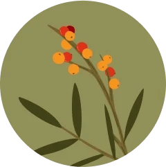 Superfood-rich Himalayan Sea Buckthorn berries