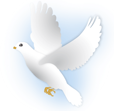 White dove in flight with wings spread out