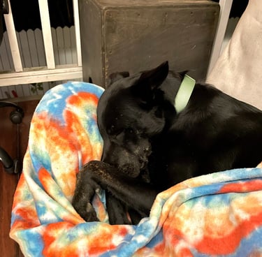 Service Dog sleeping