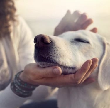 Dog Foods for dogs with Arthritis
