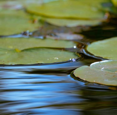 Whimsical and dreamy shot of water lilies.