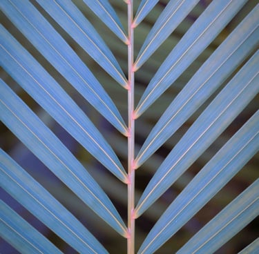 Vibrant shot of a plant in shades of purple and blue.