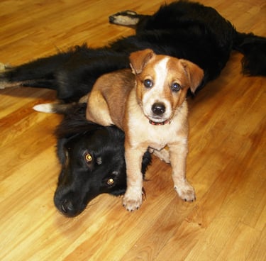 photo of a puppy and adult dog. 