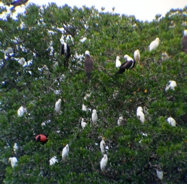 oiseaux passiflora excursion voyage france guadeloupe
