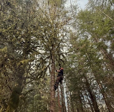 Tree service in Snohomish County WA with owner Nick Brown removing branches