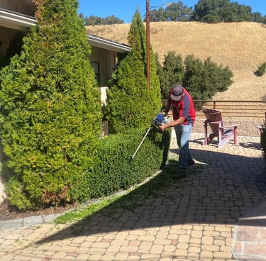 Hedge trimming