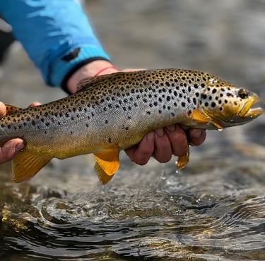 Trucha Marron, Rio Chubut