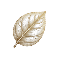 Detailed gold leaf illustration with intricate veins isolated on a black background.