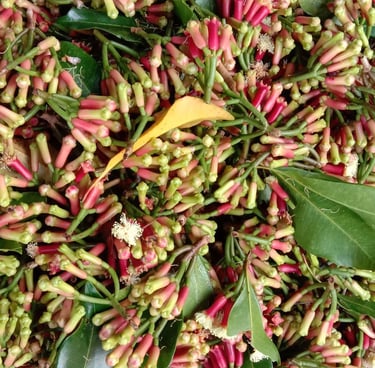 Clove flowers before they ripen