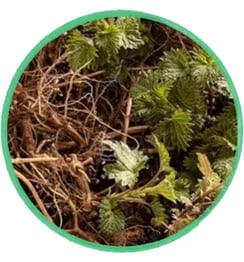 Nettle root for urinary tract integrity, maintaining healthy blood pressure and prostate size.