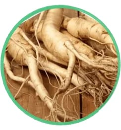 Panax Ginseng for nitric oxide production, promoting youthful flow and physical endurance.