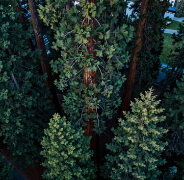 A direct overhead drone shot looking down into the massive, sprawling canopy of a Giant Sequoia in the North American / US Pacific Northwest. The deep evergreen textures of the needles contrast against a soft-focus urban park ground far below. Majestic and serene lighting with deep forest green and steel blue hues.