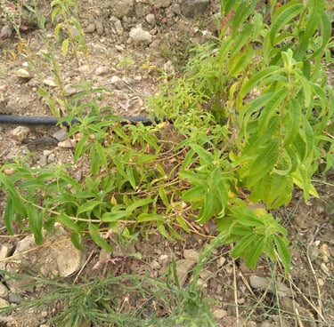 Verveine Citronnelle