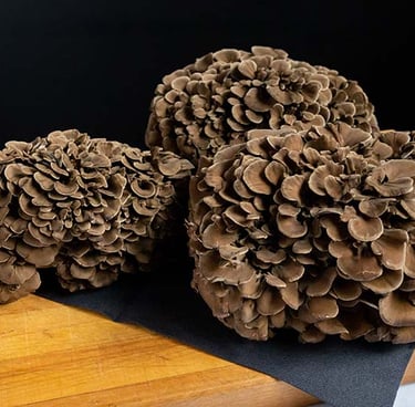 funghi Maitake "Grifola Frondosa" in vendita