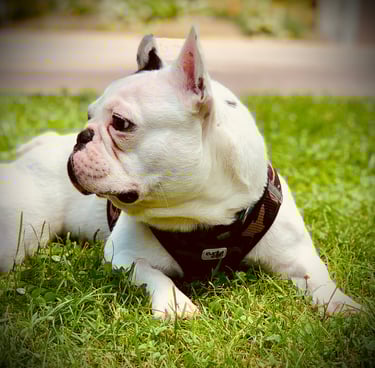 Education canine à Athies