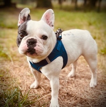 Éducation chien sourd