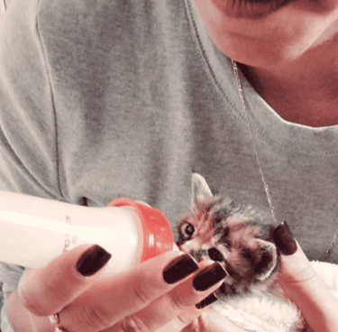 chaton biberonné