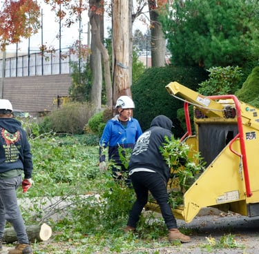 tree service nj