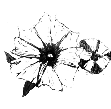 Ilustração de uma flor com dez pétalas triangulares. Ao lado, a ilustração de um botão de uma flor.