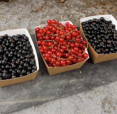 cassis et groseilles