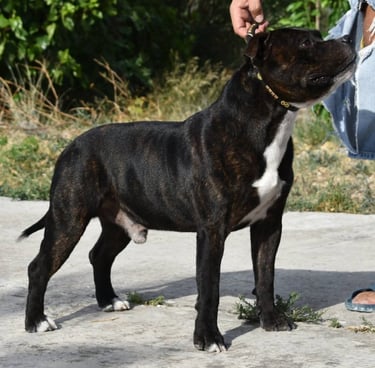 Maschio adulto Staffordshire Bull Terrier nero tigrato di profilo presso allevamento Grecalestaffs