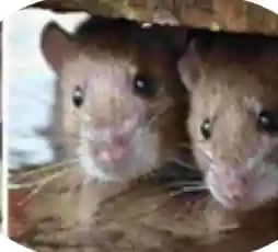 Rodents by far causing issues around homes in all ways of the city stormwater drains treatment is ne