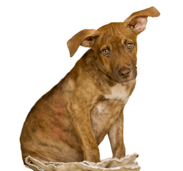 petit chien avec l'air triste issu de refuge