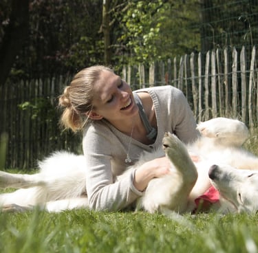 Doom Berger Blanc Suisse White Swiss Shepherd