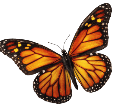 Vibrant Monarch butterfly representing transformation and new life.