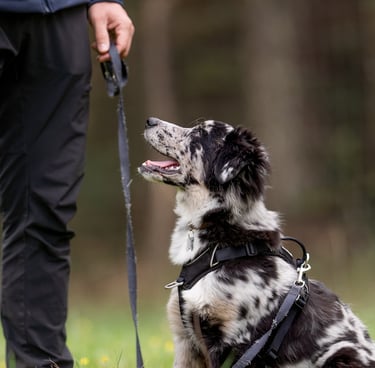 séance d’école du chiot à bordeaux