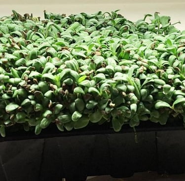  micro fenugreek