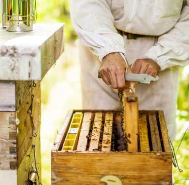 bees on a bee frame