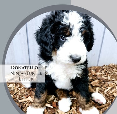 Furnished Bernedoodle