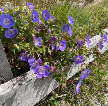 tiny purple Meadow Cranesbill blossoms