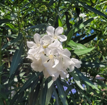 white Oleande blooms