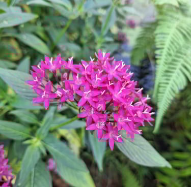 clusters of small pink Egyptian Starcluster flowers