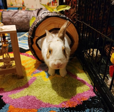 Ensure Pet Care, Summer pet sitting for rabbits near Rockville