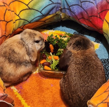Ensure Pet Care, Exotic pet sitting near North Potomac