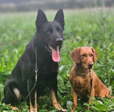 Happy dogs walking through a quiet neighborhood near Rockville, MD with an Ensure Pet Care